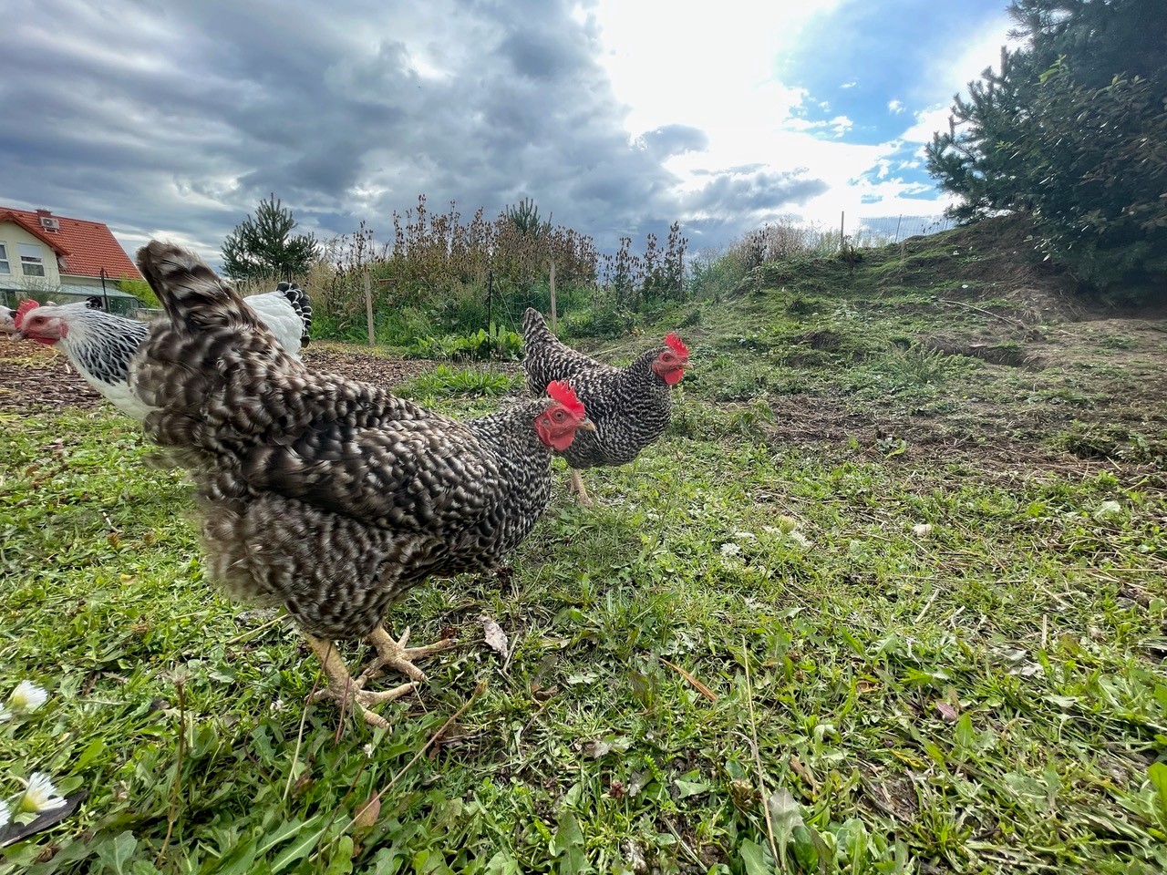 Foto von Sunny & Honey Der echte Hühnerhof mit den Hühnern Sunny und Honey mit im Grünen.